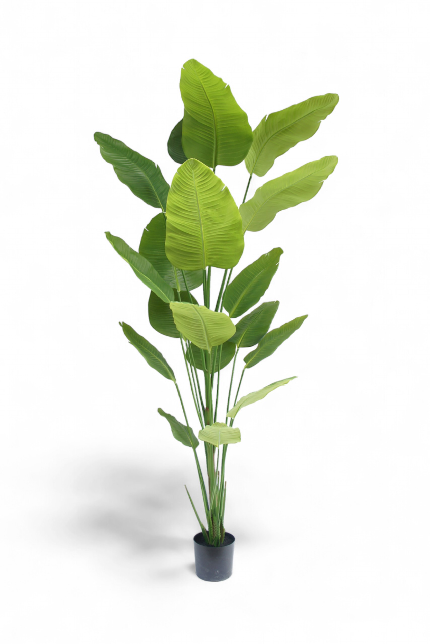 Kunst Strelitzia 240 cm