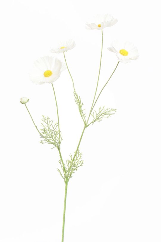 Kunstbloem Cosmo - Creme - 70 cm