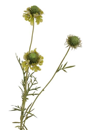 Kunstbloem Scabiosa - Groen - 64 cm