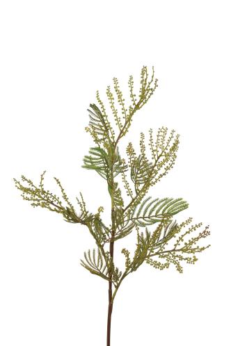 Kunstbloem Mimosa - Groen - 84 cm