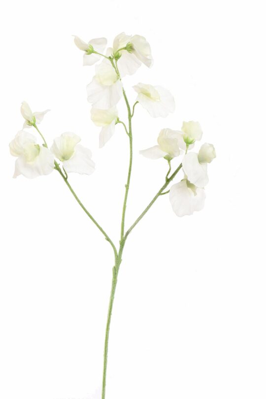 Kunstbloem Sweet pea - Wit - 75 cm